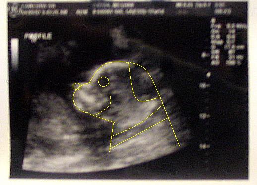 [ultrasound+dog.JPG]