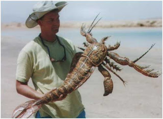 Weird news - strange crustacean