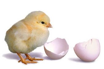 [egg.bmp]