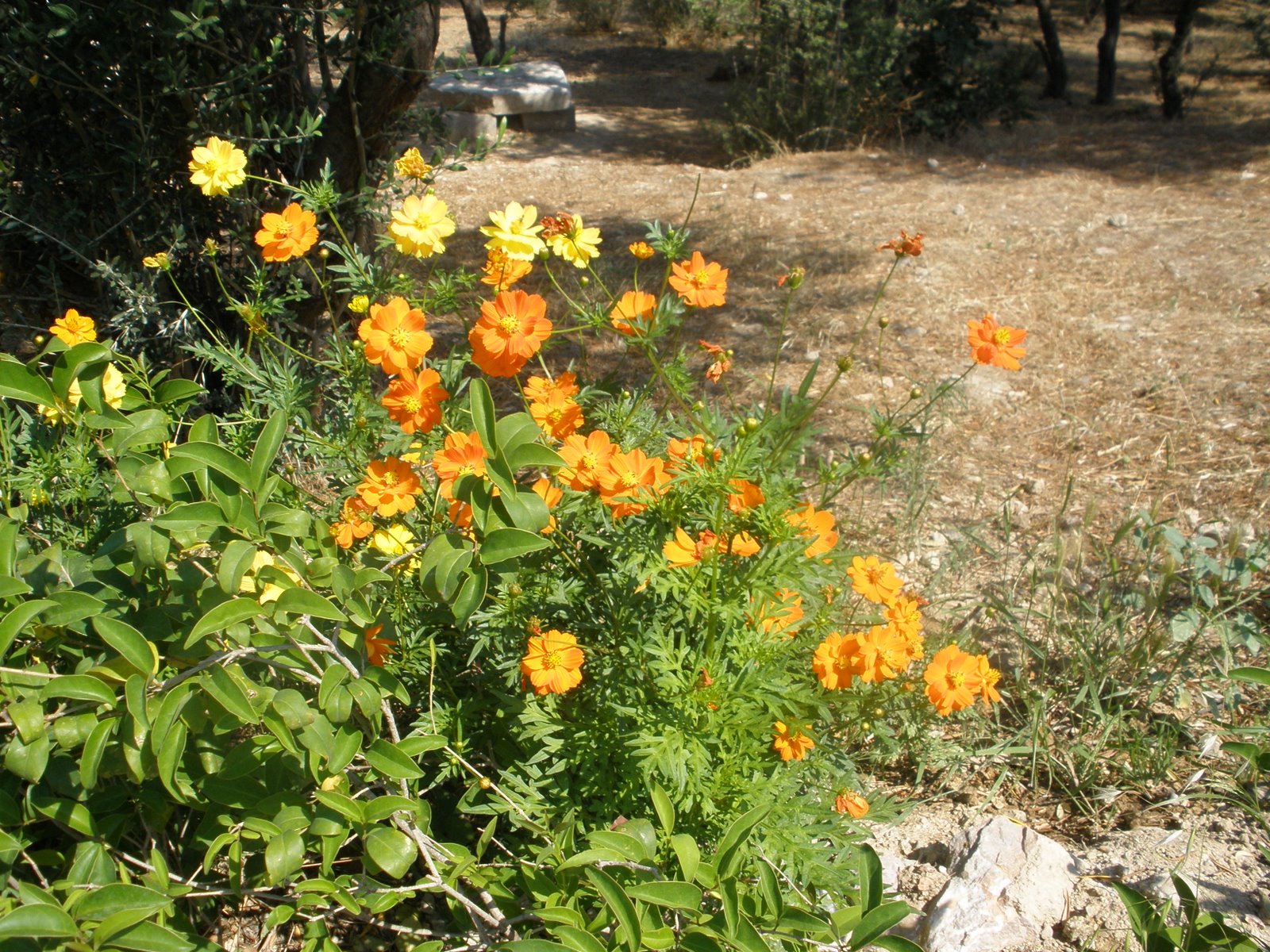 [107--Wildflowers+along+the+way,+Athens--July+2,+2008+(107).jpg]