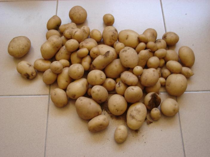 [patates.JPG]