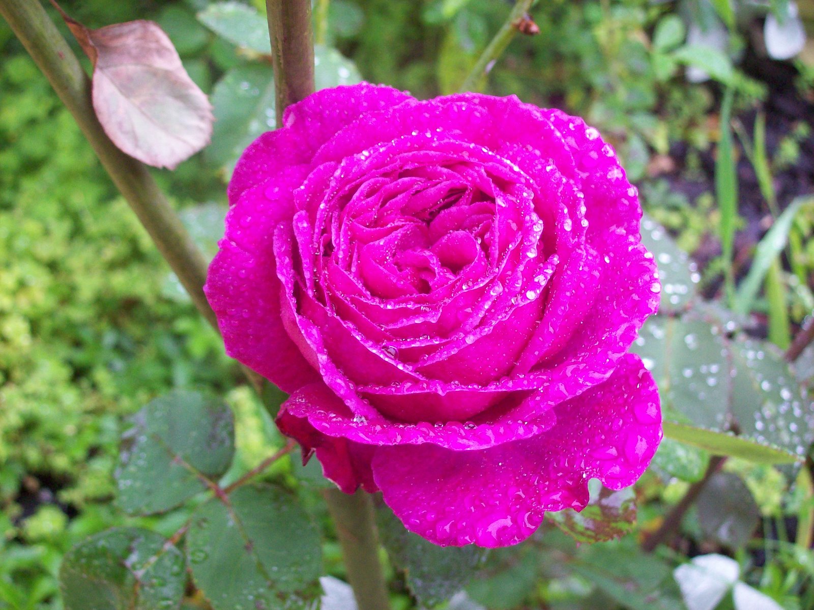 [Rose+in+rain+02.jpg]