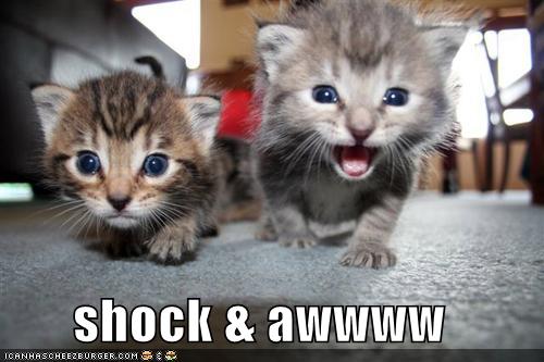[shock-and-awe-kittens.jpg]