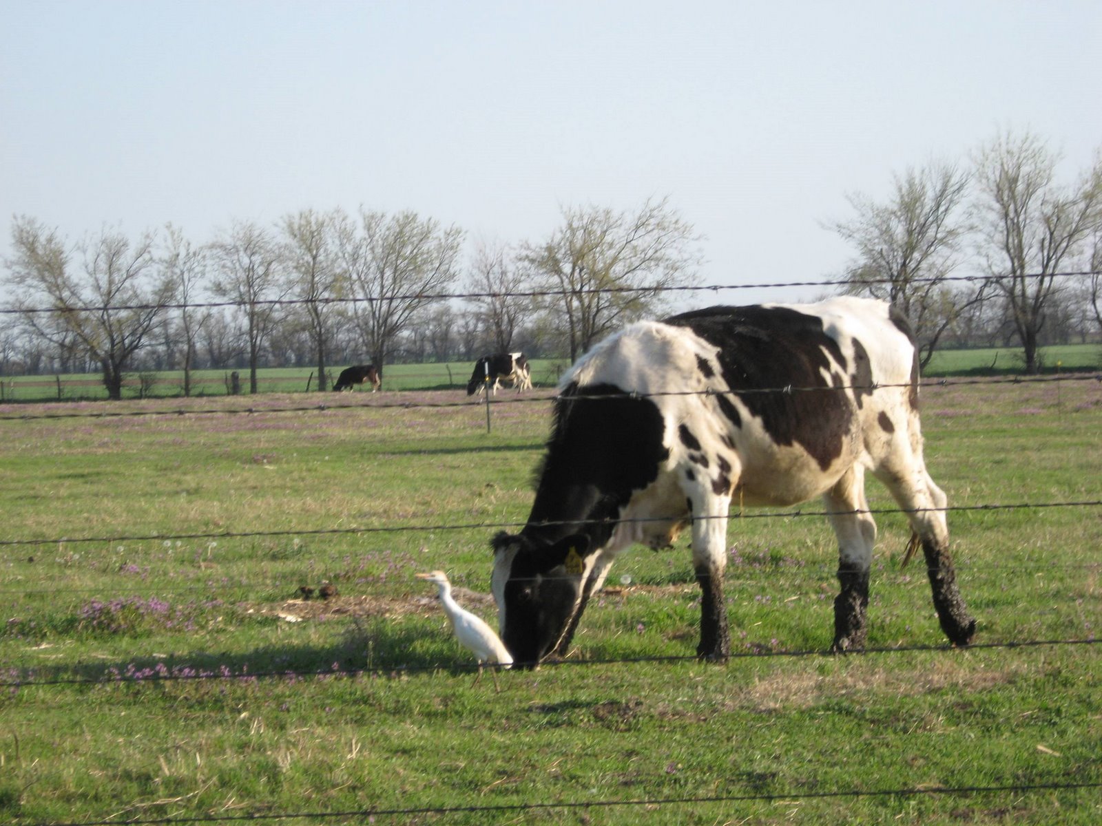 [Kansas+Cow.jpg]