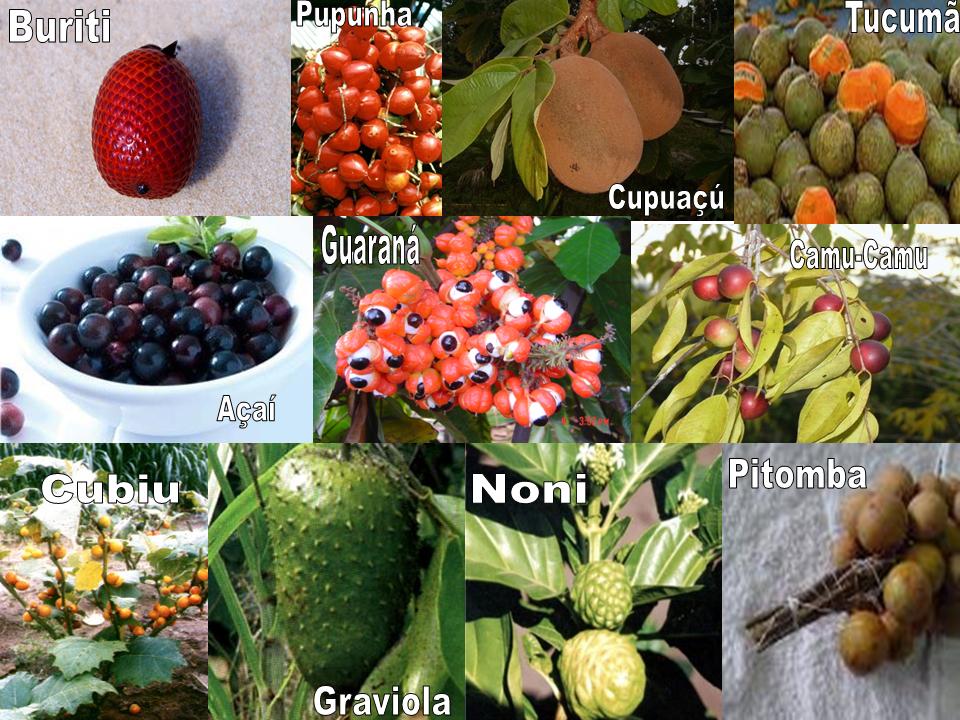 [frutas+do+Amazonas.jpg]