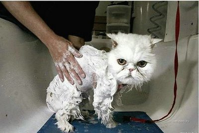 [Cat+Bath.jpg]