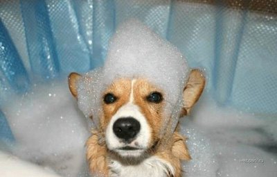 [Dog+Bath.jpg]