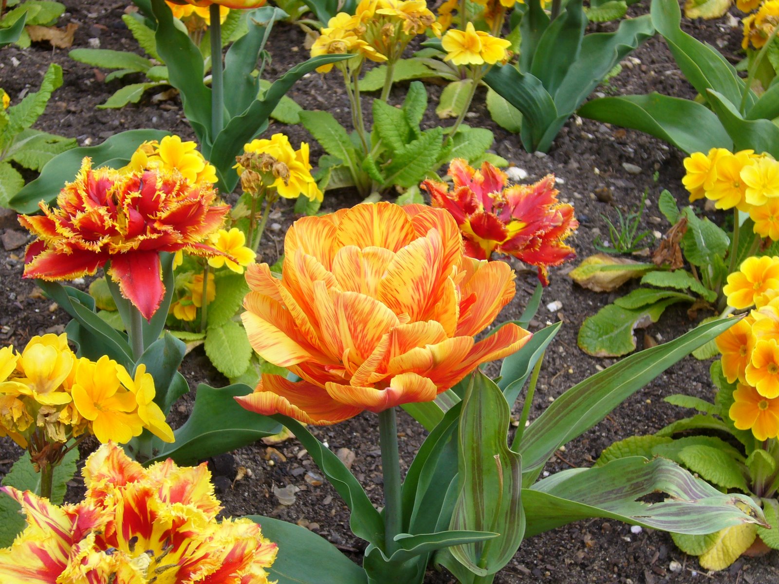 [orange+tulips.JPG]