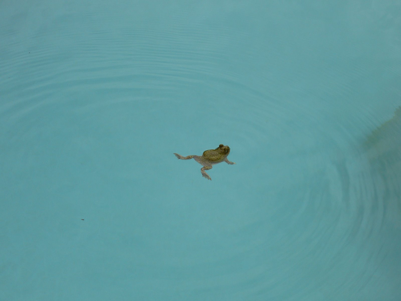 [frog+pool.JPG]