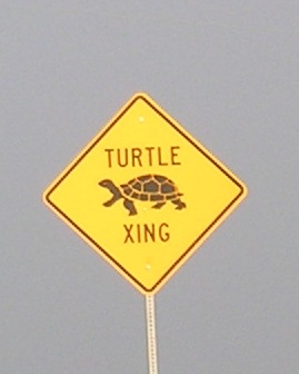 [turtle+crossing.JPG]