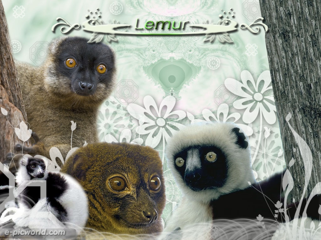 [lemur+-+1.jpg]