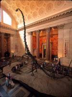 [Barosaurus+Museum+of+Natural+History+c+NYSERNet.jpg]