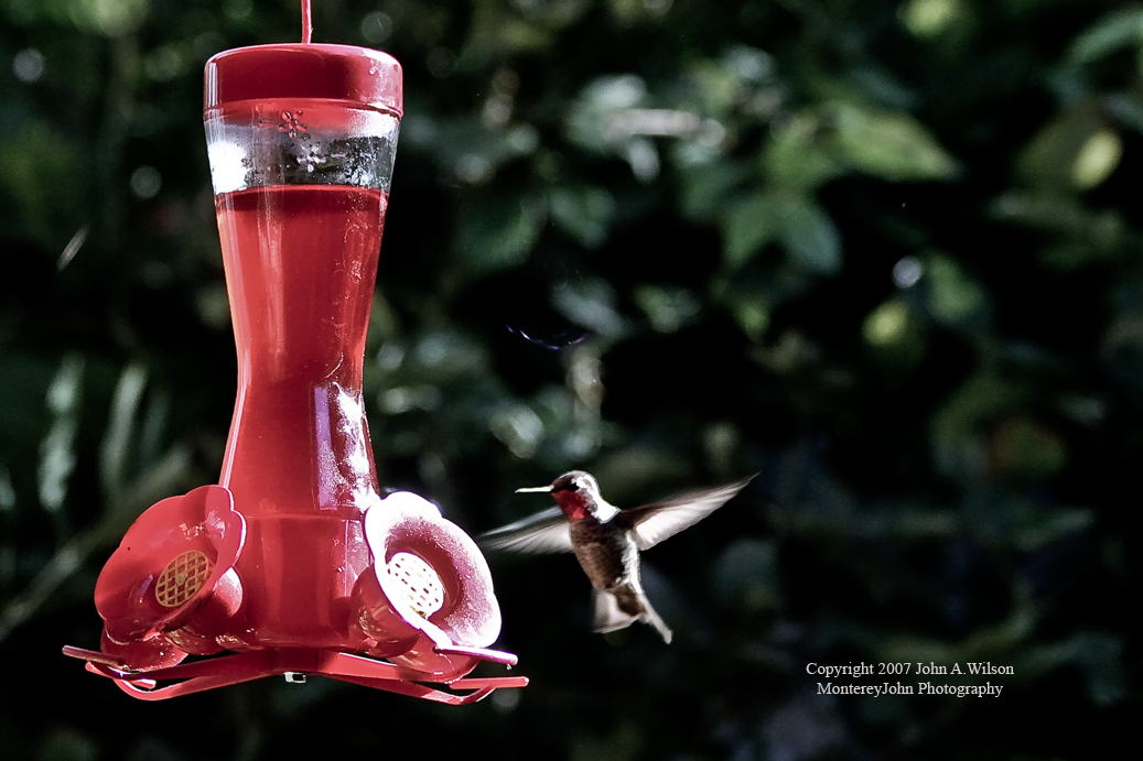 [Hummingbird-1-Edit.jpg]