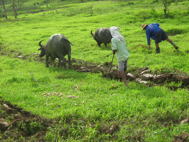 Biasong farmers plowing their field.