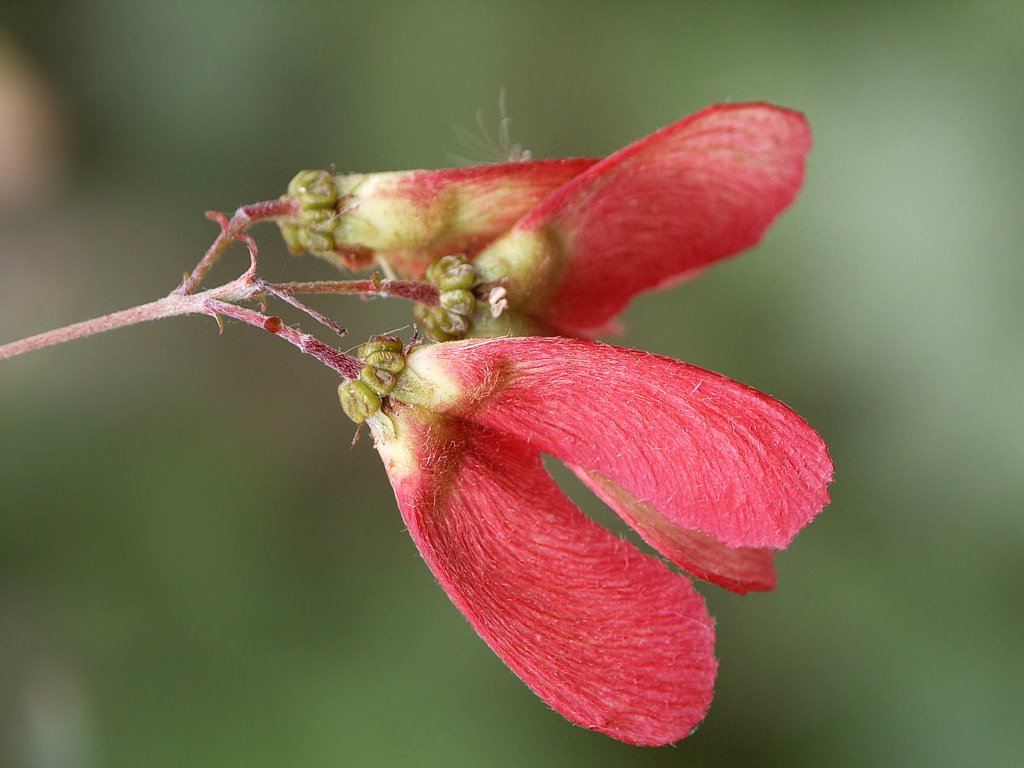 [Mariposa+(Heteropterys+angustifolia).jpg]