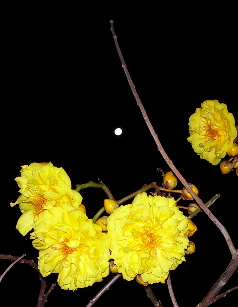 [buttercup+moon.jpg]