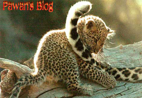 [leopard-baby+copy.jpg]