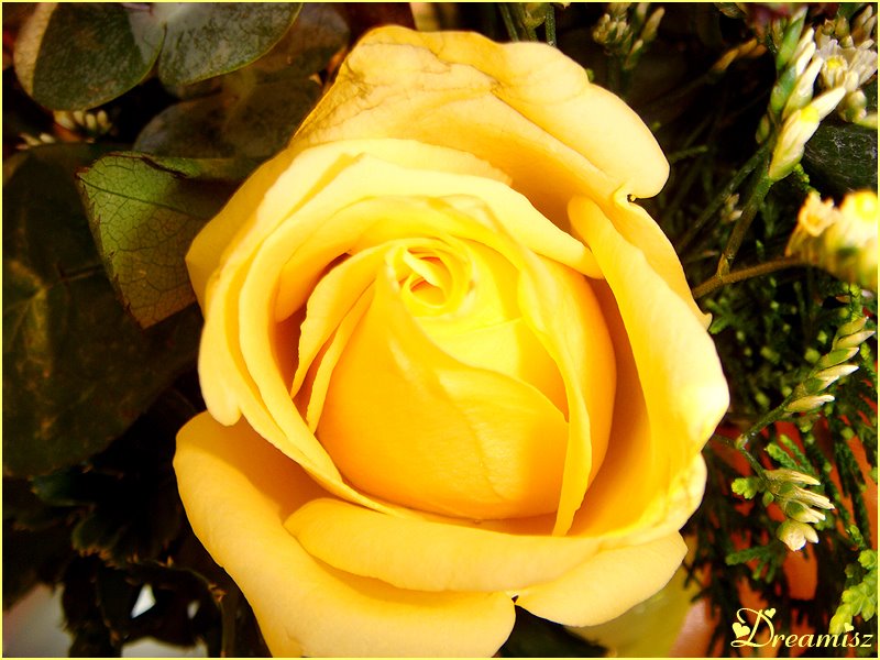 [flower-Yellow+Rose-05.jpg]