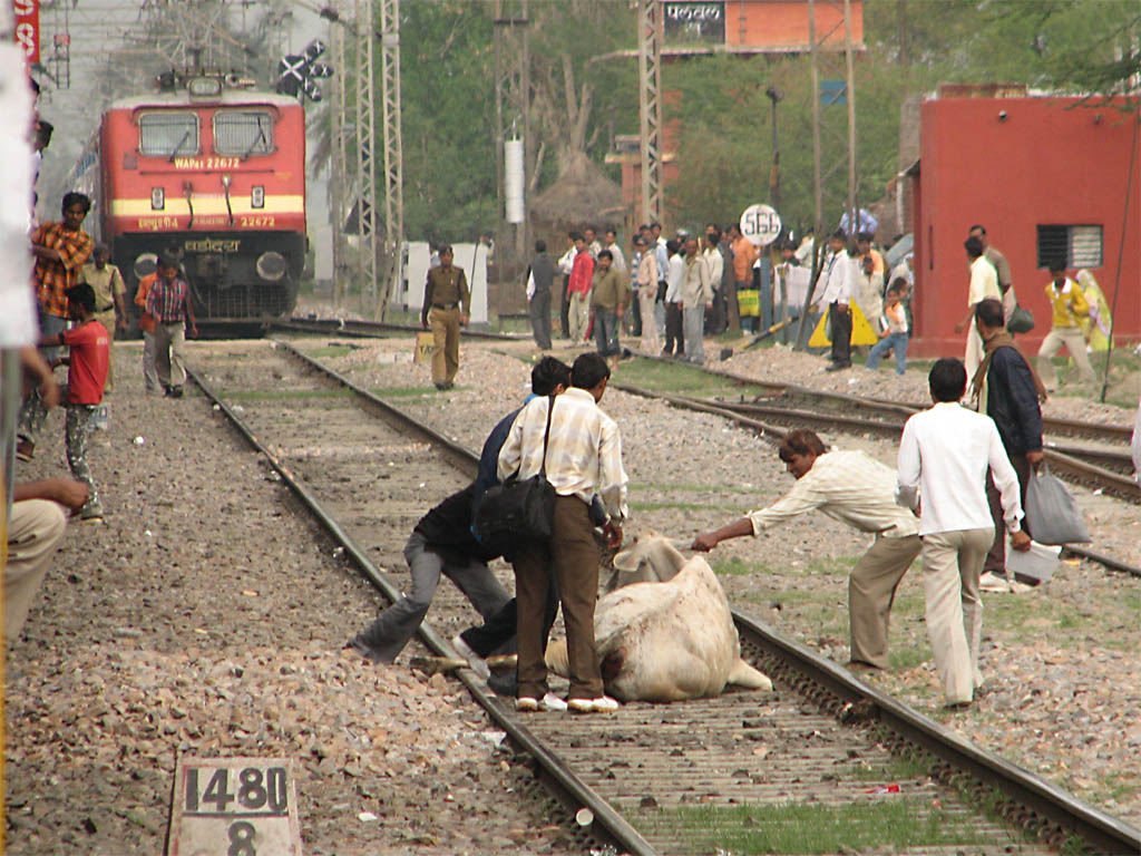 [indian+railways+cow+accident.jpg]