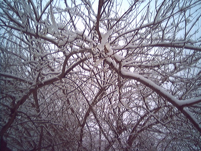 [snow+2007-12-07.jpg]