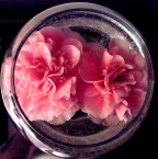 [camellia.jpg]