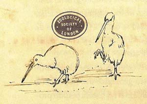 Dibujo del Kiwi por Darwin