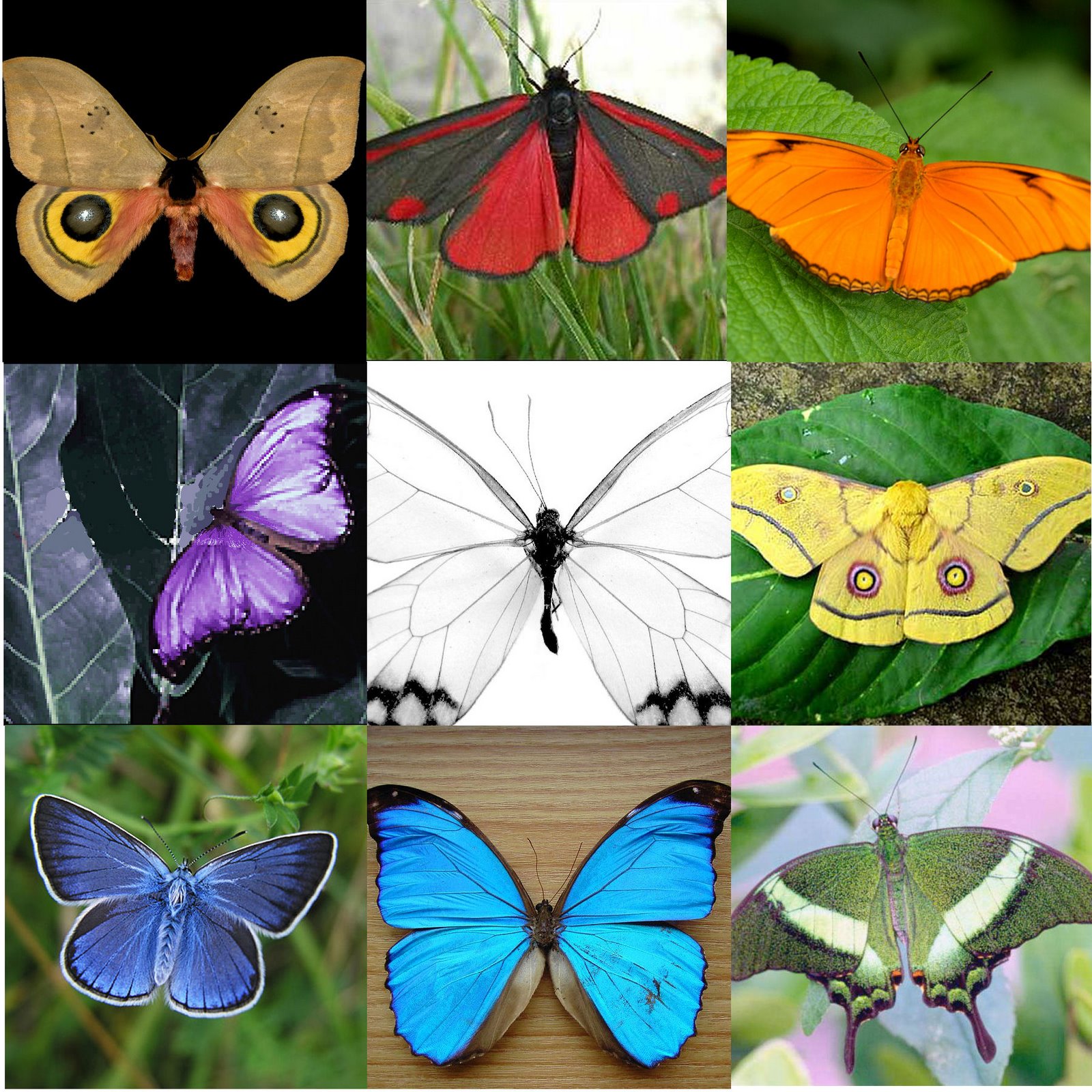 [9+vlinders.jpg]
