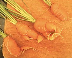 [carrots.JPG]