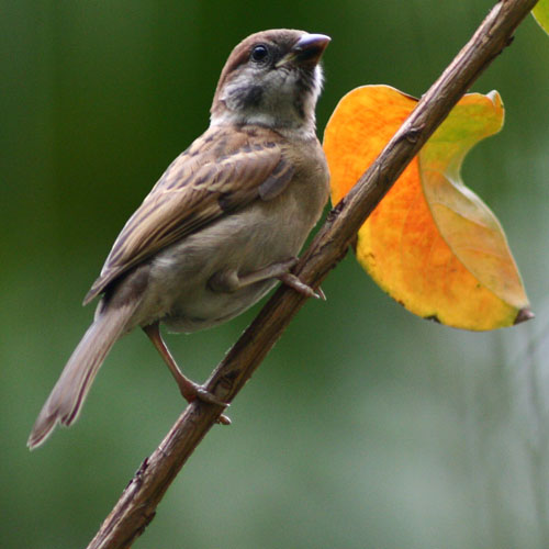 [Eurasian+Tree+Sparrow+-+W.Cove,+June+11.jpg]