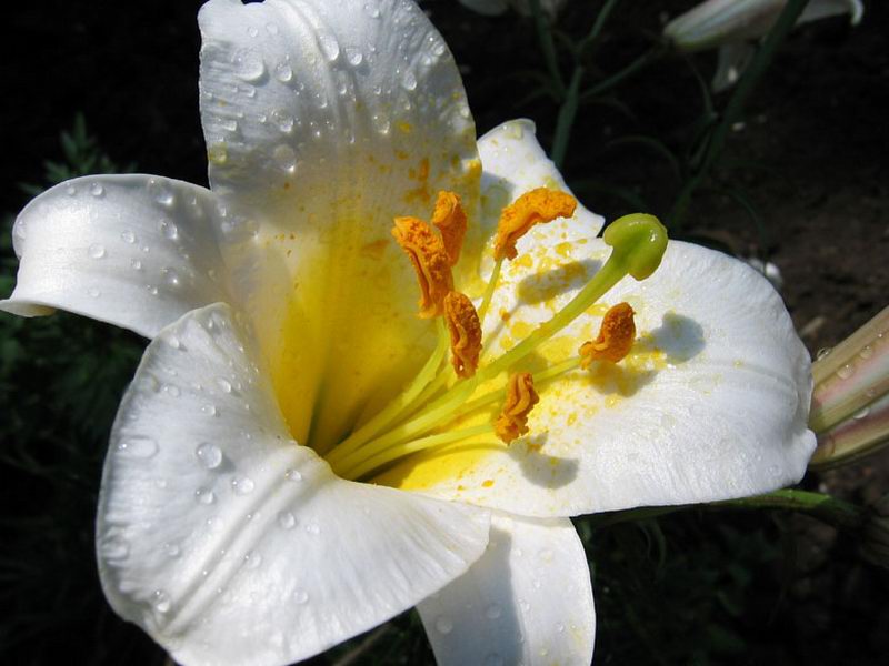 [white-flower-with-water-drops.jpg]