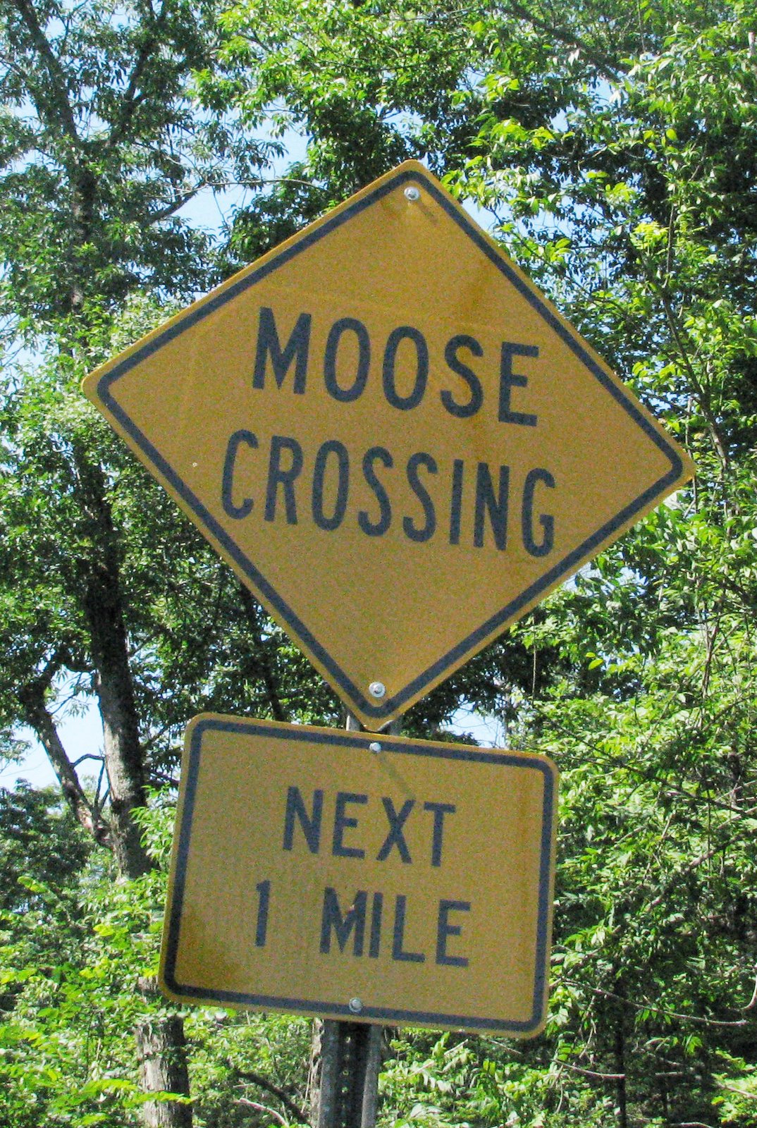 [moose+crossing+2.jpg]