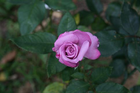 [Roses++Lavender+Rose+from+Dianne's+blog.jpg]