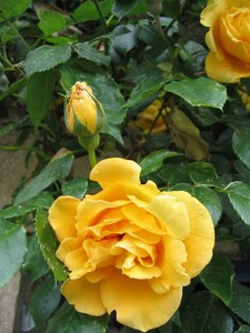 [Roses+lovely+deep+yellow+from+Fr.jpg]