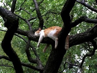 [gato+árbol.jpg]