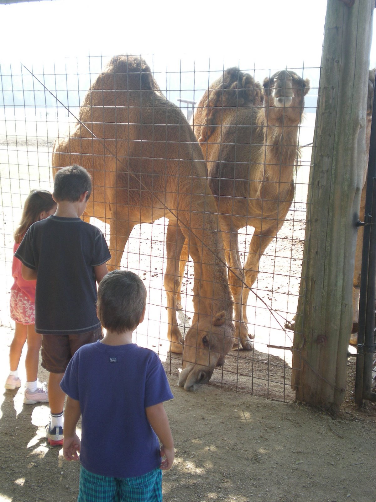 [Kids+with+Camels.jpg]