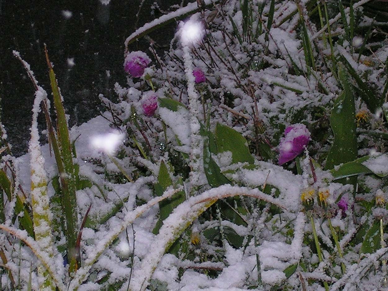 [snowy+anemones.jpg]