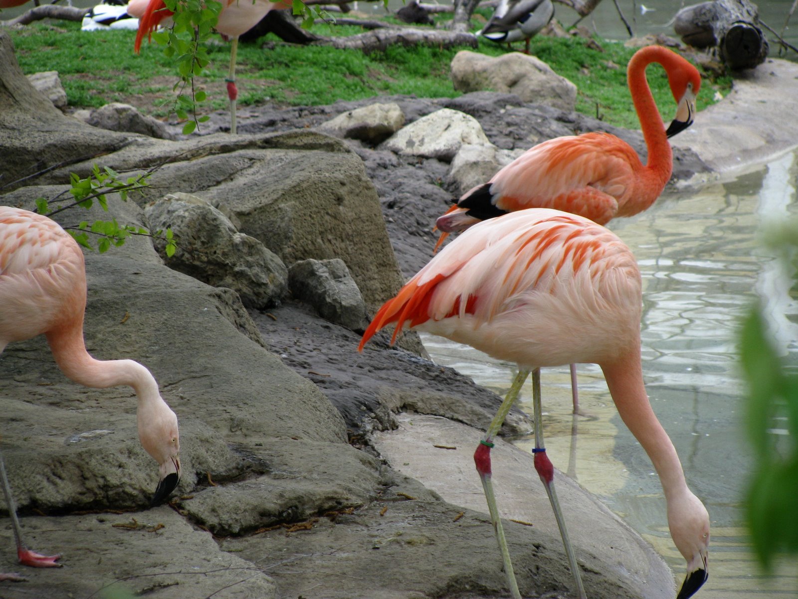 [Flamingos+Horizonal.JPG]