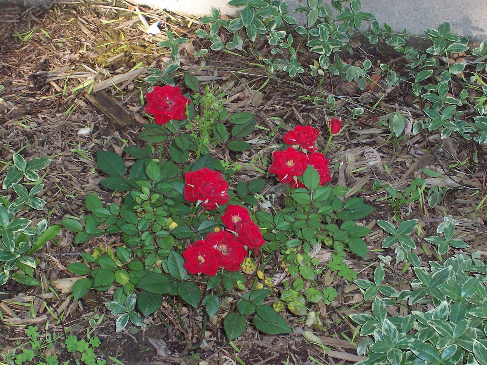 [Roses+1+Red.jpg]