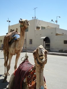 [sm+Lee+camels+Cairo.JPG]