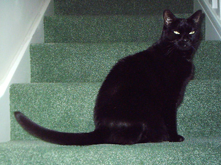 [ripley+on+stairs+with+full+tail.jpg]