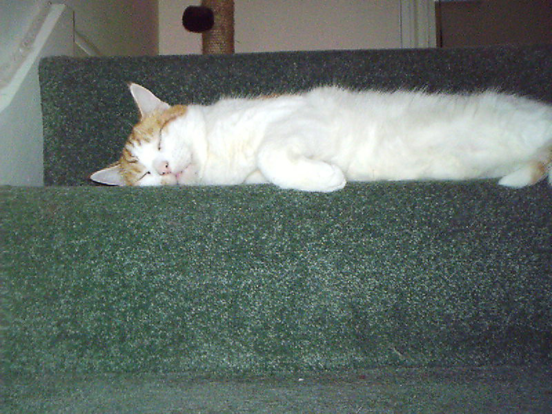 [sleeping+on+stairs_cute.jpg]