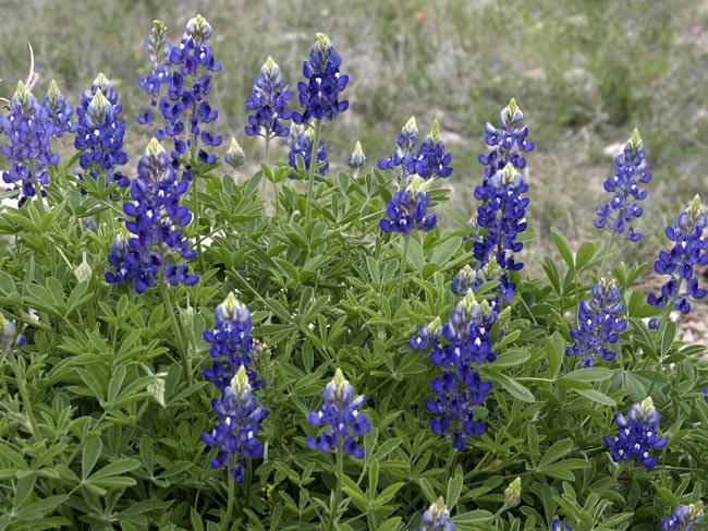 [bluebonnet-wildflowers.jpg]