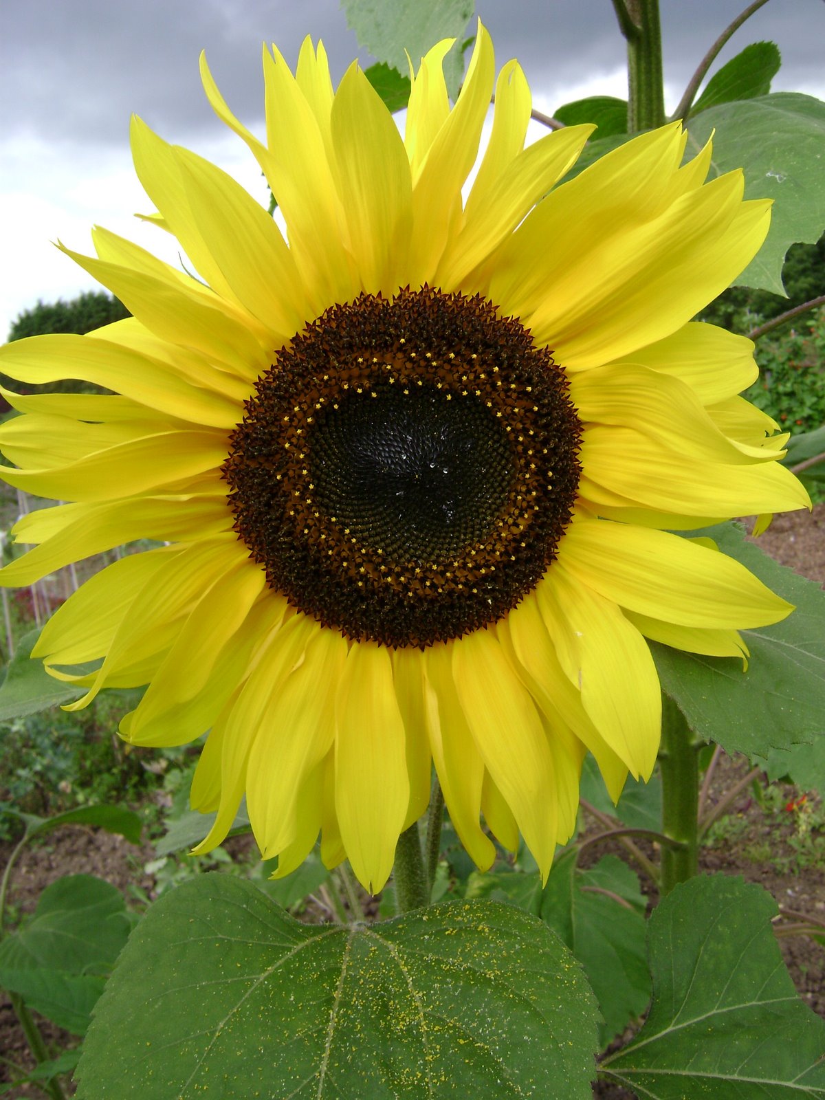 [beautiful+sunflower.JPG]