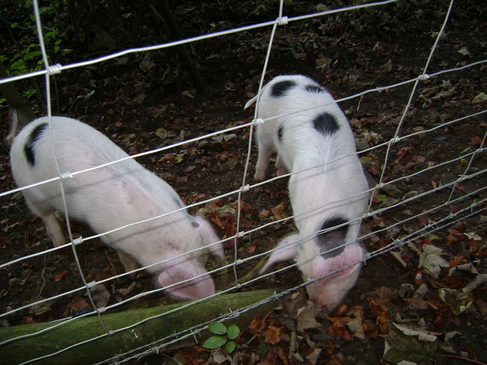 [two+little+pigs.JPG]