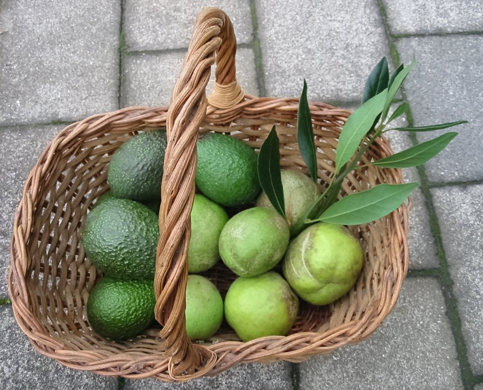 [basket+of+green.jpg]