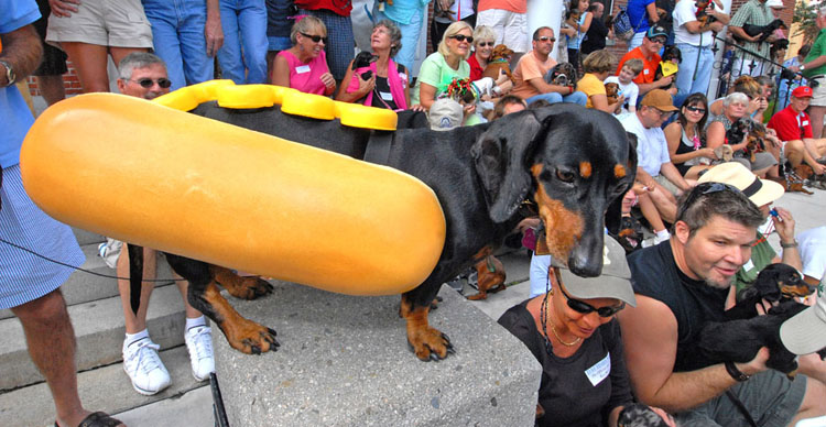 [dachshund+hot+dog]