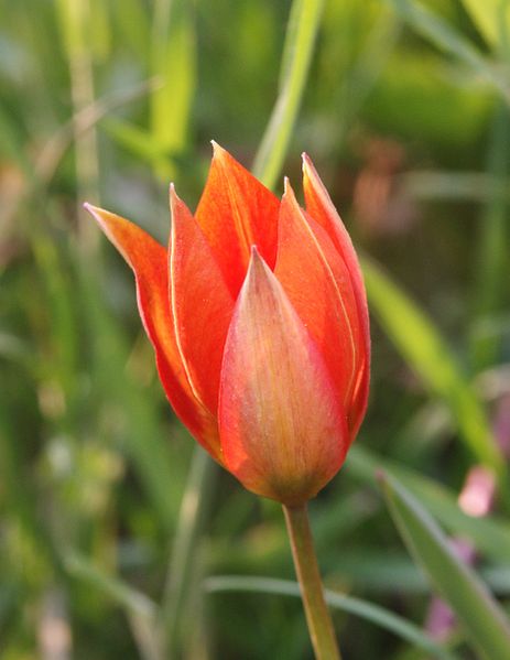 [463px-Tulipa_orphanidea_060506.jpg]