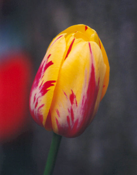 [469px-Tulip-blossom.jpg]