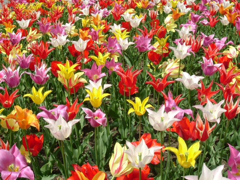 [800px-Lily_flowered_tulip.jpg]