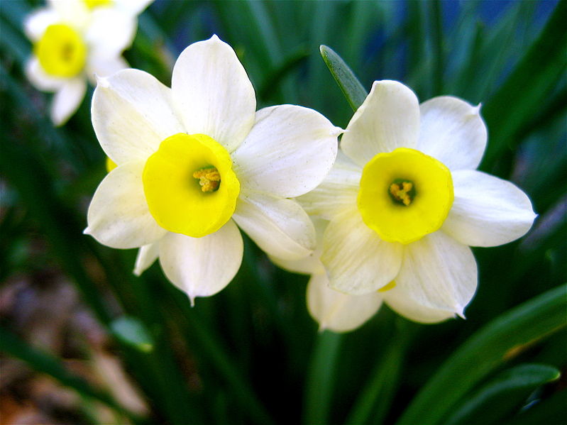 [799px-A_Perfect_Pair_Daffodills_(Narcissus)_-_8.jpg]